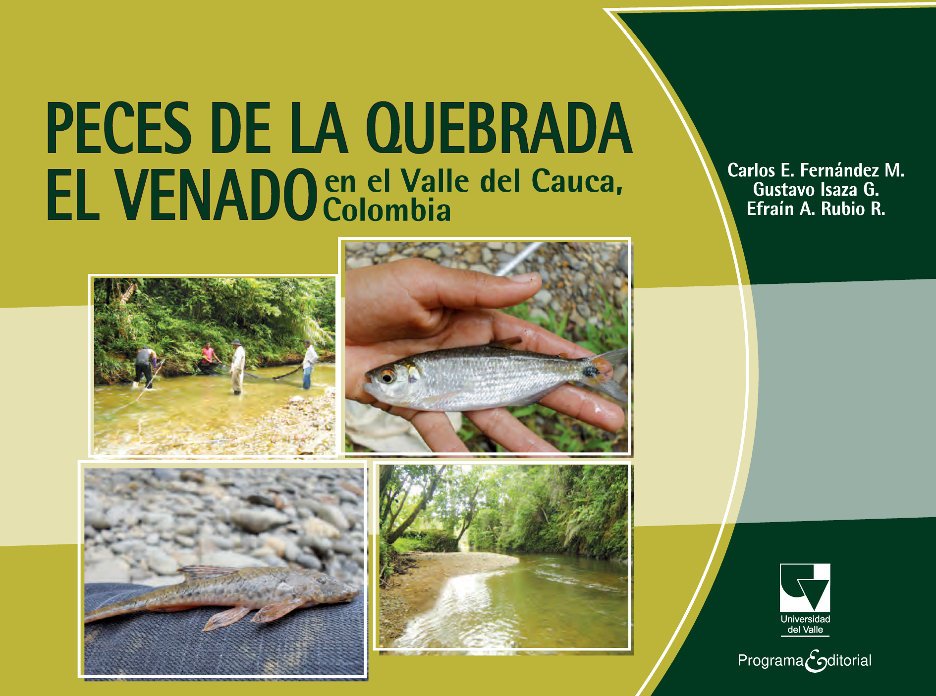 Peces de la quebrada El Venado en el Valle del Cauca, Colombia