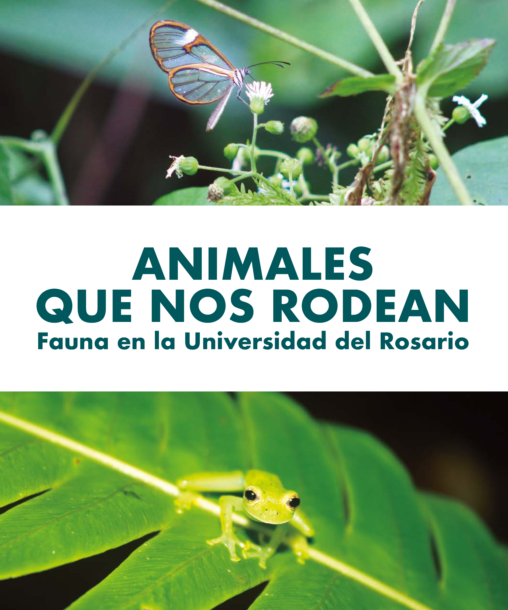 Animales que nos rodean: fauna en la Universidad del Rosario